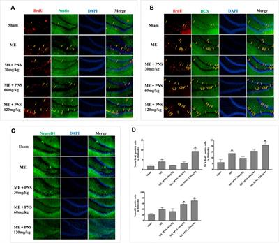 Panax notoginseng Saponins Stimulates Neurogenesis and Neurological Restoration After Microsphere-Induced Cerebral Embolism in Rats Partially Via mTOR Signaling